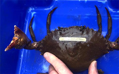 Photo of a Mud Crab tagged